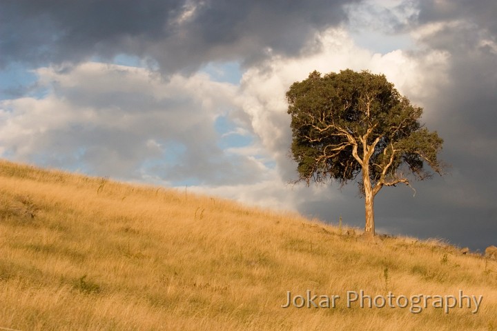 Cooleman Ridge_20060224_062.jpg - Late afternoon on Cooleman Ridge, Canberra, ACT
